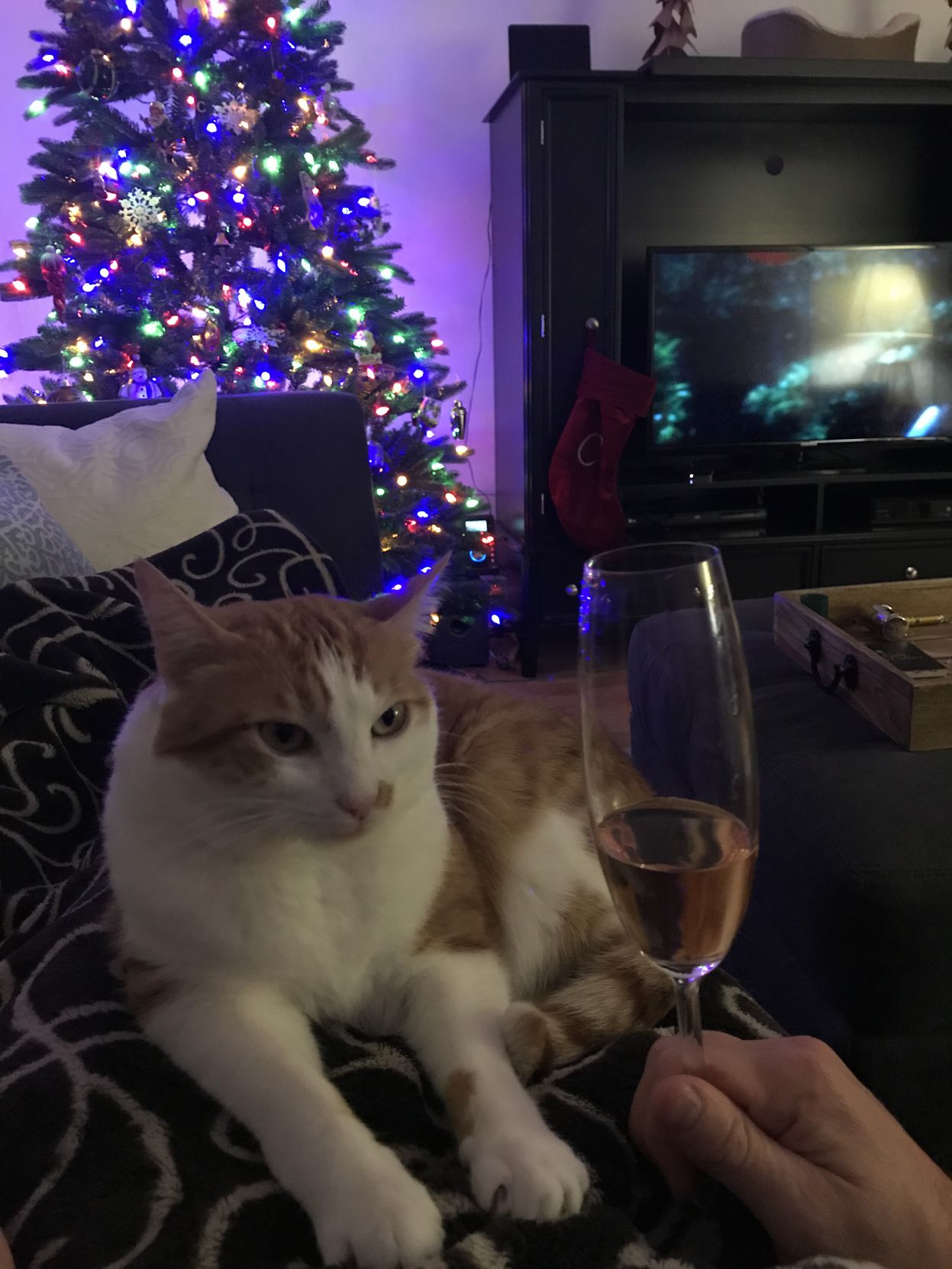 Christmas Cats